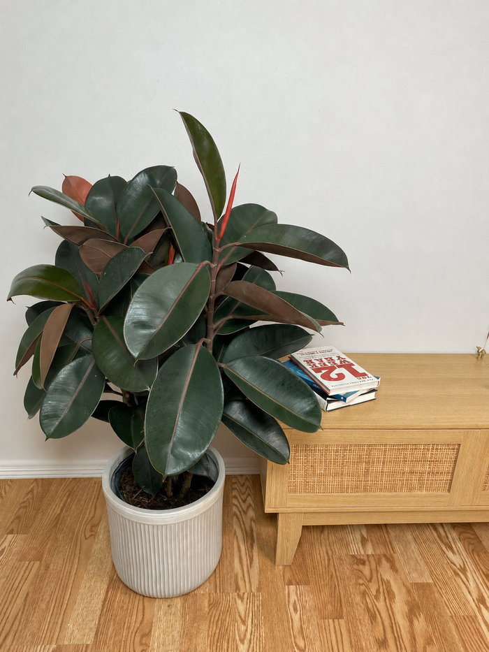 10" Ficus Burgundy Bush 3 Feet Tall