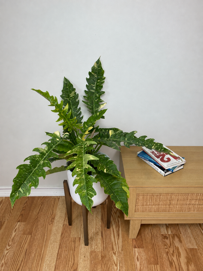 8" Philodendron Ring of Fire