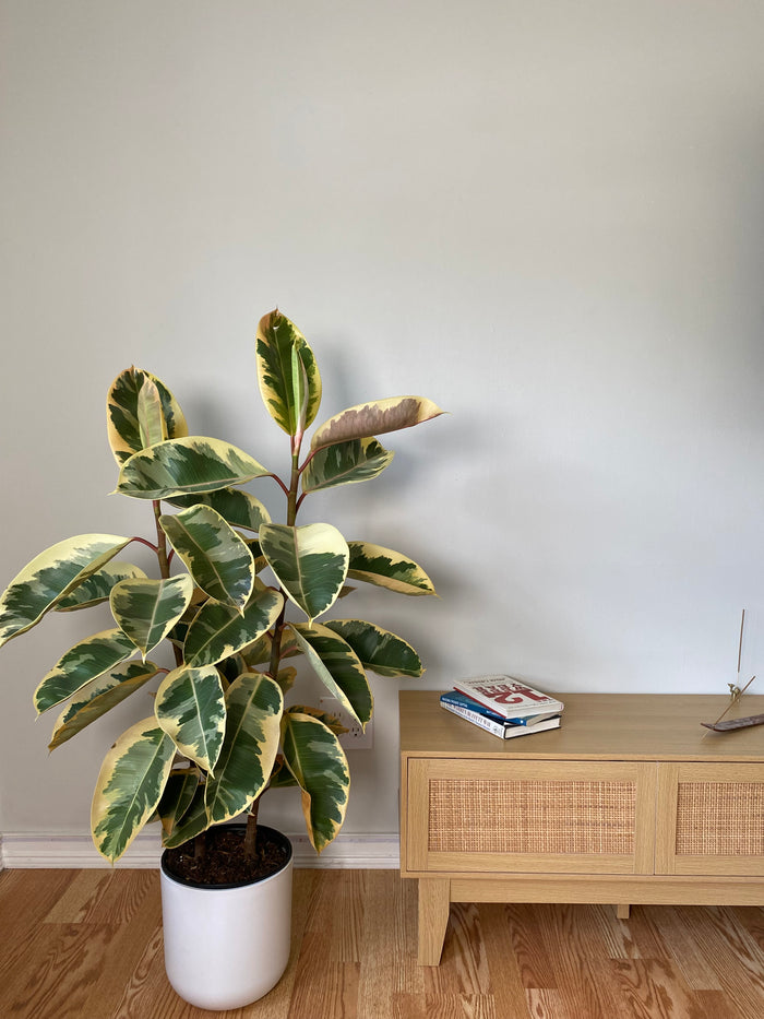 10" Ficus Tineke Columns 4 Feet Tall