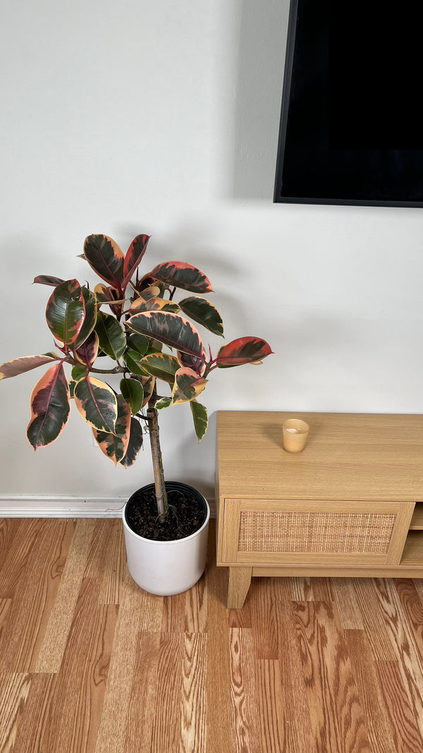 10" Ficus Ruby 4 Feet Tall