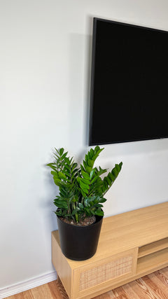 8" ZZ Plant 2 Feet Tall