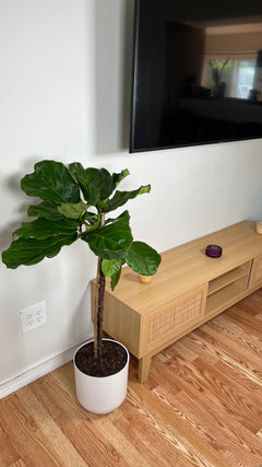 10" Fiddle Leaf Fig 4 Feet Tall
