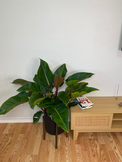 10" Philodendron Congo Red 3 Feet Wide
