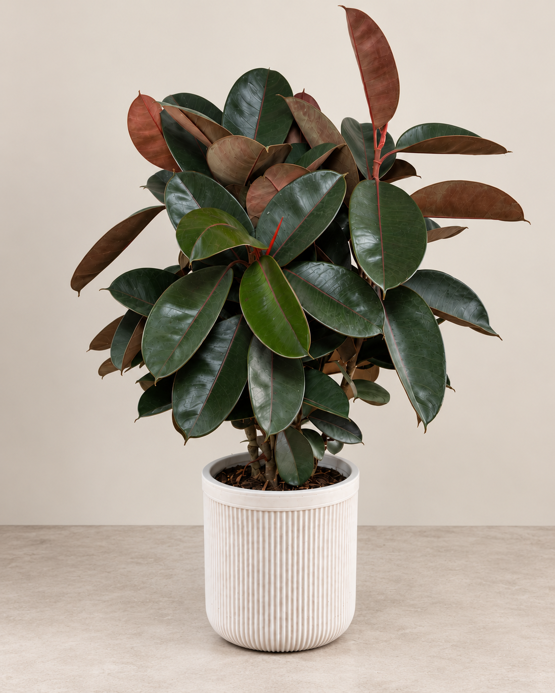 10-inch Ficus Burgundy Bush plant against a neutral background