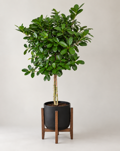 10-inch Ficus Moclame plant against a neutral background