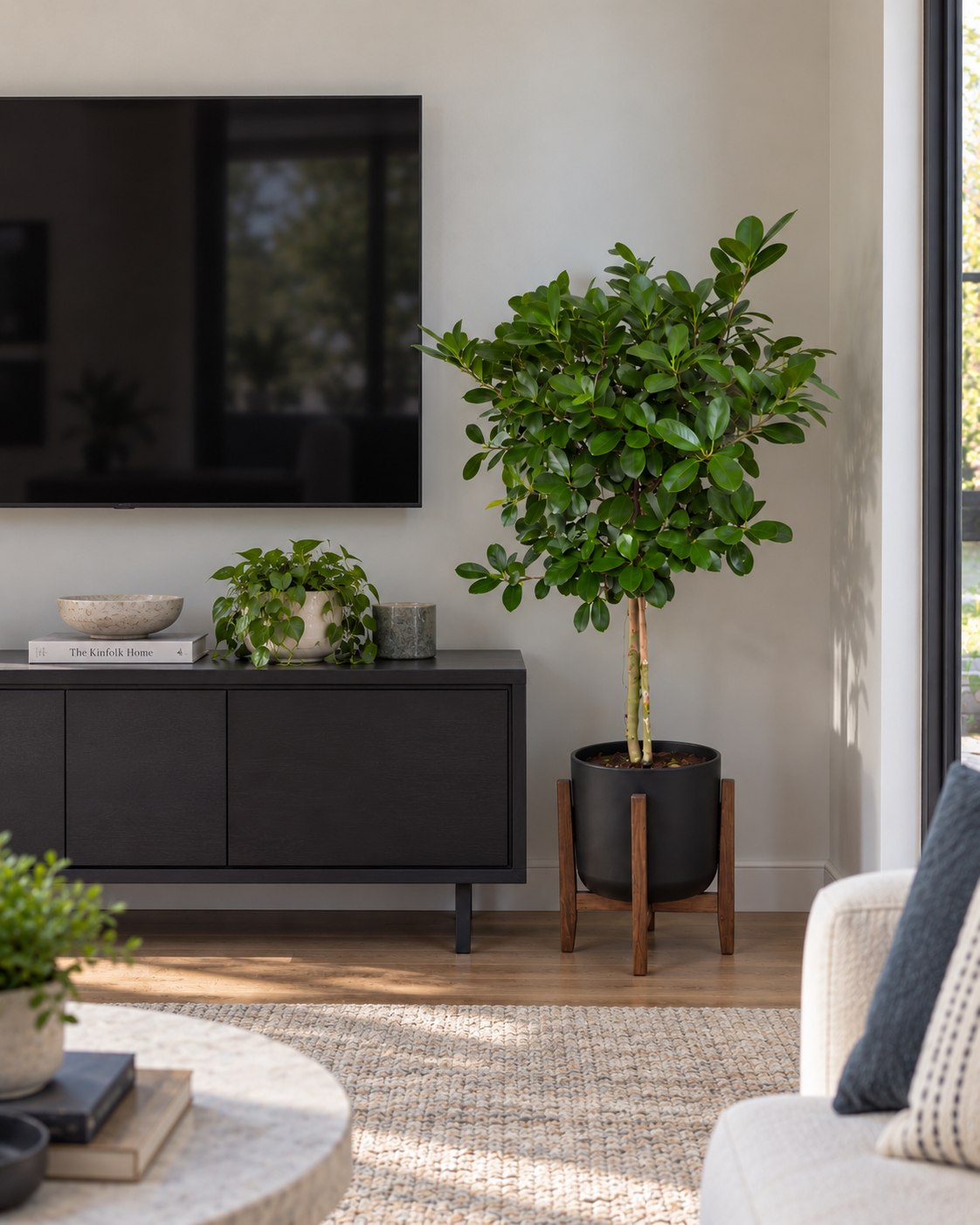 10-inch Ficus Moclame plant on a TV stand