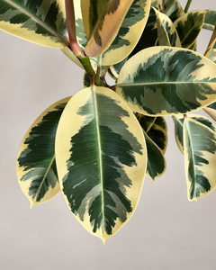 Close-up of 10-inch Ficus Tineke leaves