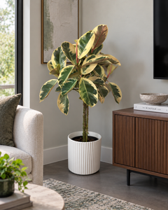 10-inch Ficus Tineke plant in a living room
