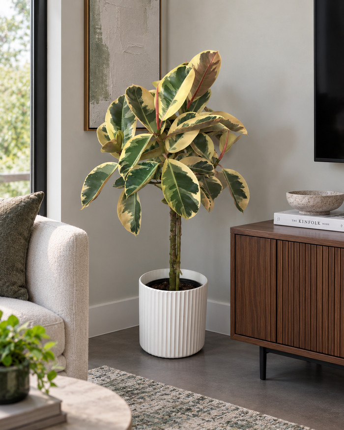 10" Ficus Tineke