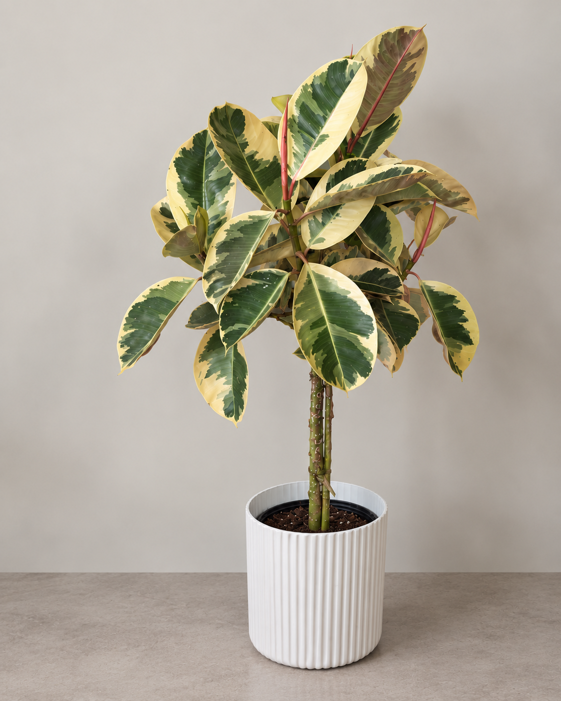 10-inch Ficus Tineke plant against a neutral background