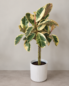 10-inch Ficus Tineke plant against a neutral background