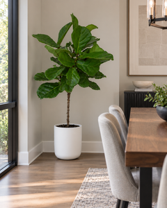 10-inch Fiddle Leaf Fig Tree plant in a dining room