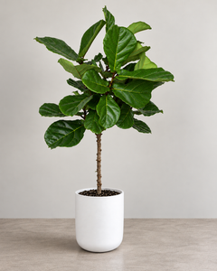 10-inch Fiddle Leaf Fig Tree plant against a neutral background
