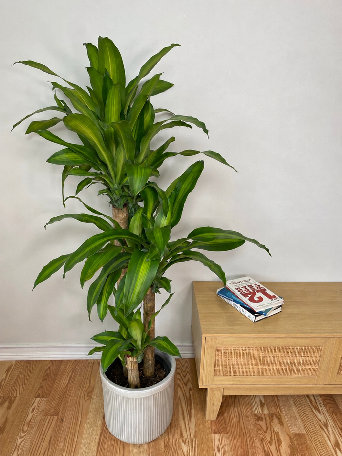 10" Dracaena Mass Cane 3-2-1 4 Feet Tall