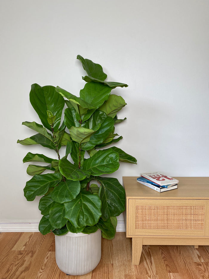 10" Fiddle Leaf Fig Column 4 Feet Tall