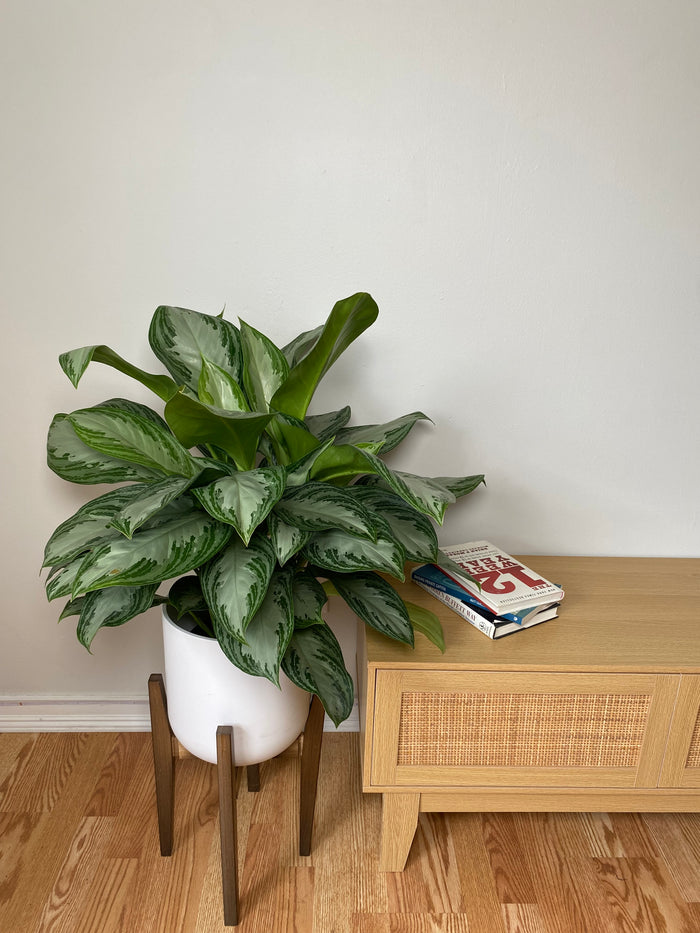 8" Aglaonema Silver Bay