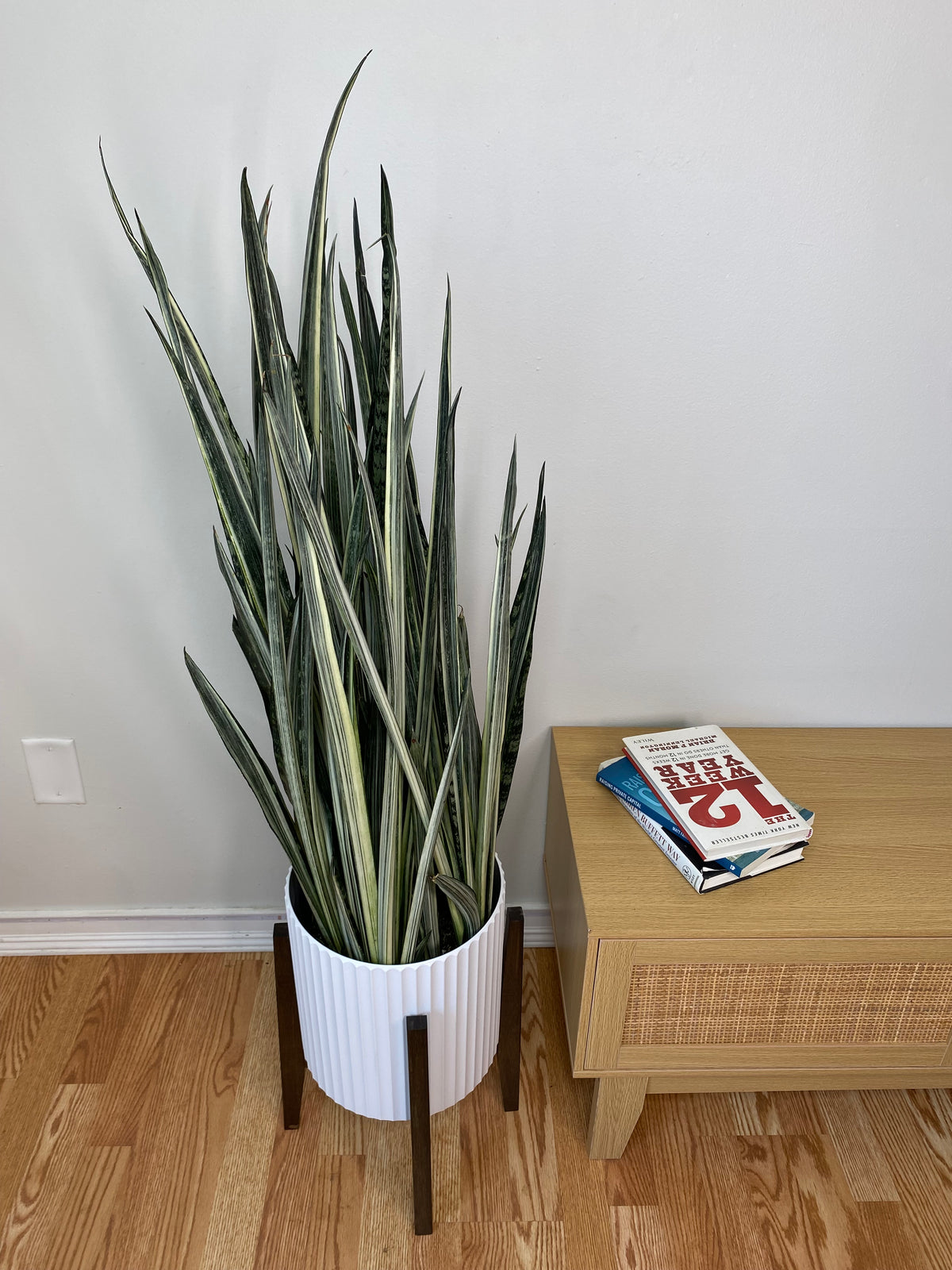 10" Snake Plant Bantel’s Sensation