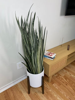 10" Snake Plant Bantel’s Sensation