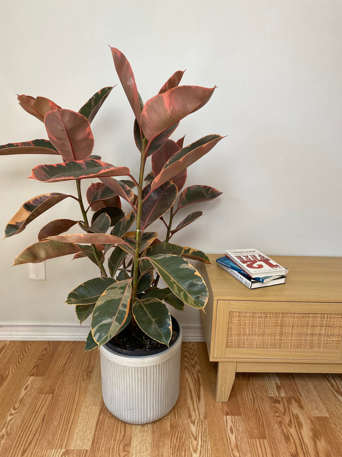 10" Ficus Ruby Bush