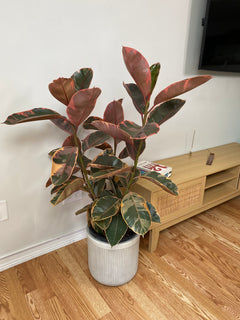 10" Ficus Ruby Bush