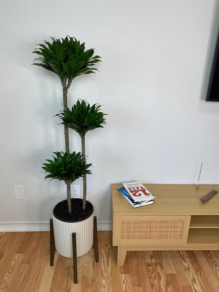 10" Dracaena Janet Craig 3-2-1 Cane