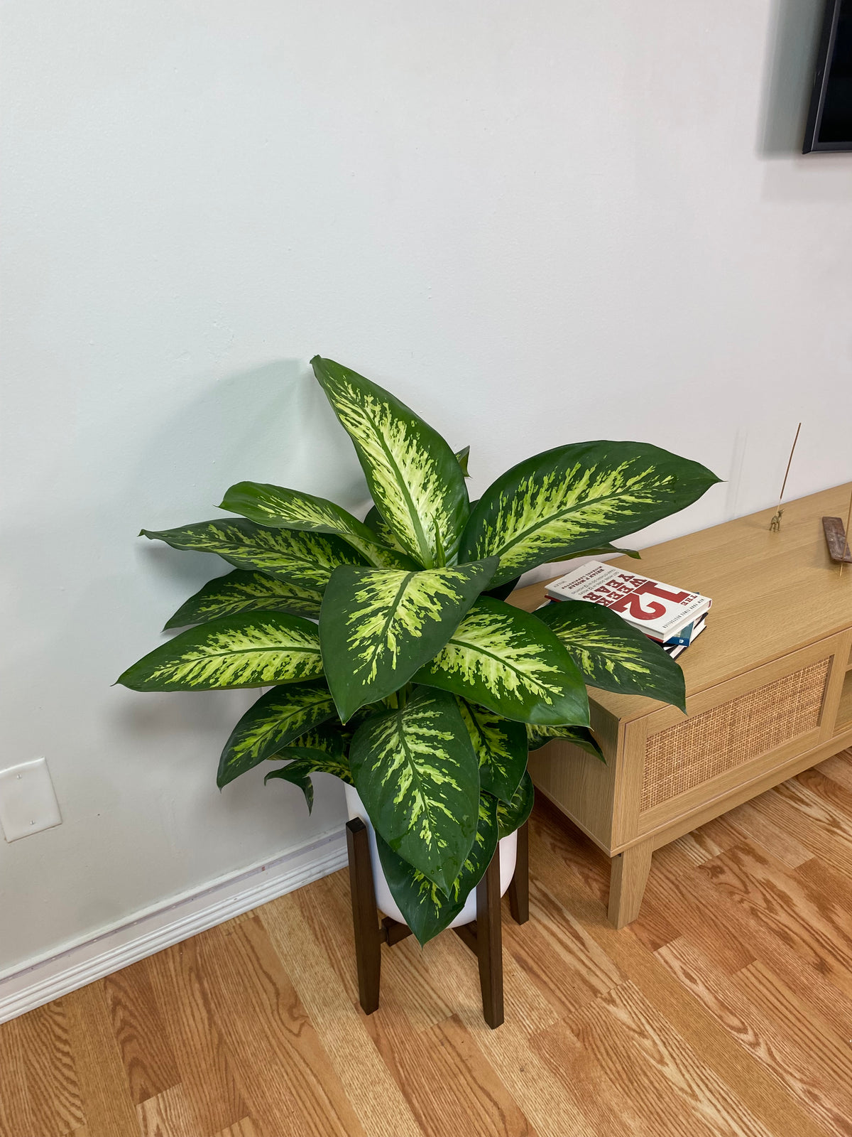 Dieffenbachia Tropic Snow