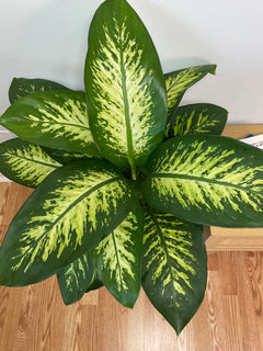 Dieffenbachia Tropic Snow