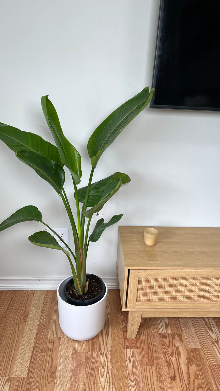 8" Bird of Paradise White 4 Feet Tall