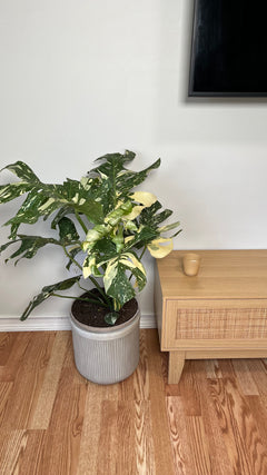 10" Monstera Thai Constellation 3 Feet Tall