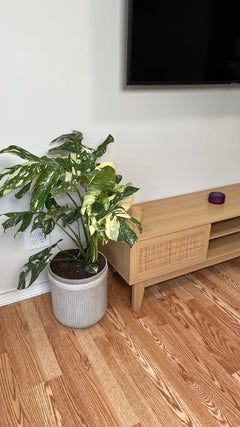 10" Monstera Thai Constellation 3 Feet Tall