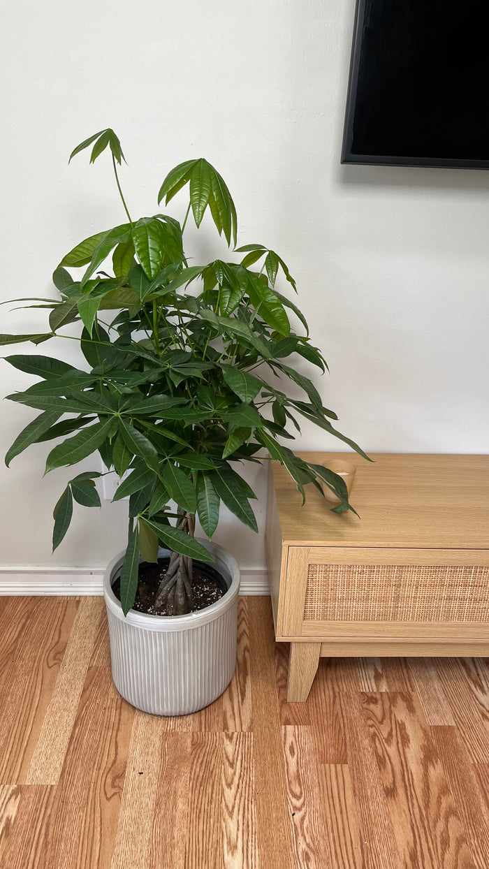 10" Braided Money Tree 3 Feet Tall