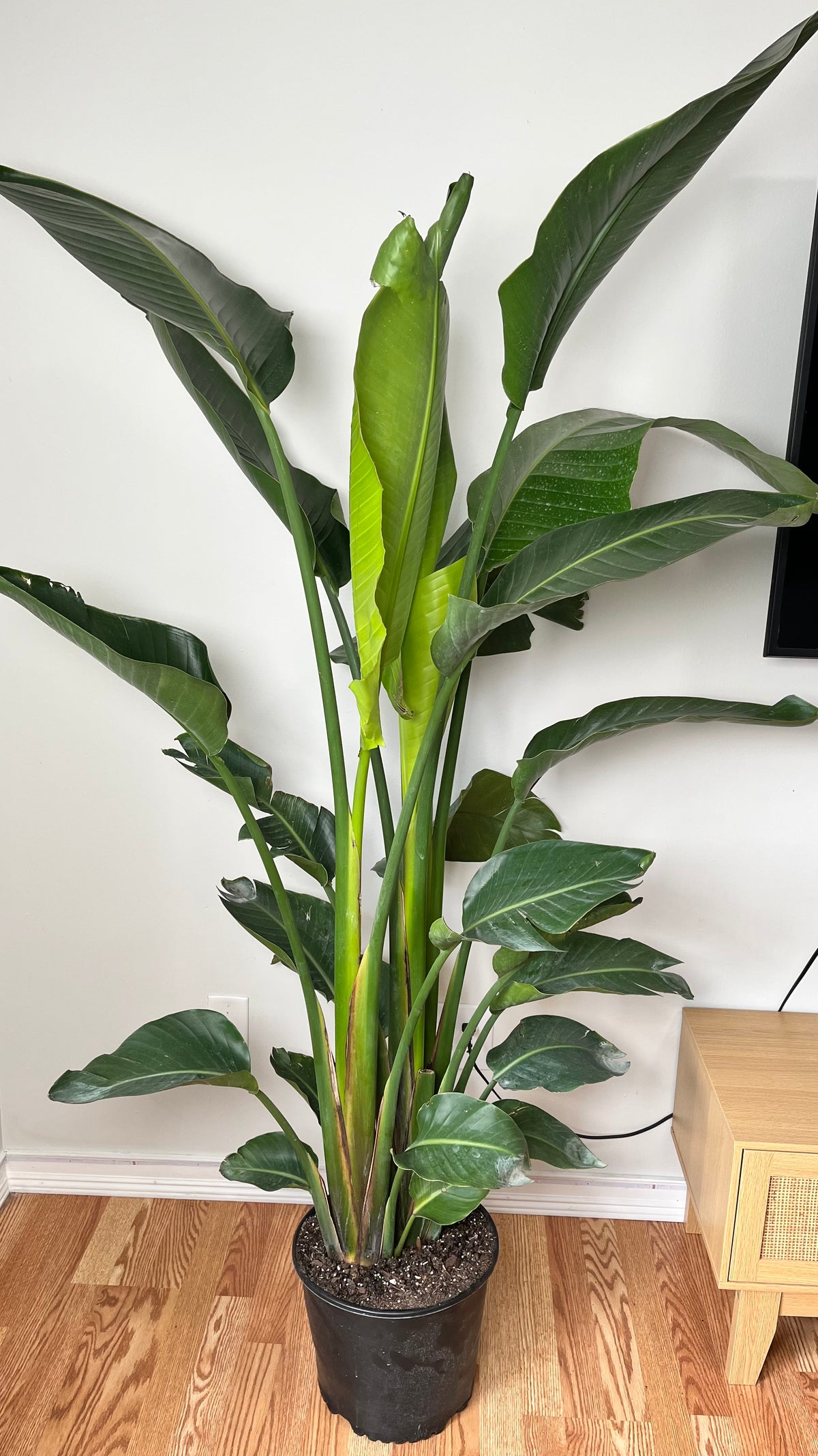 12-inch Bird of Paradise plant in a white pot, 6.5 feet tall, by Joey's Houseplants, with lush green leaves and vibrant foliage.