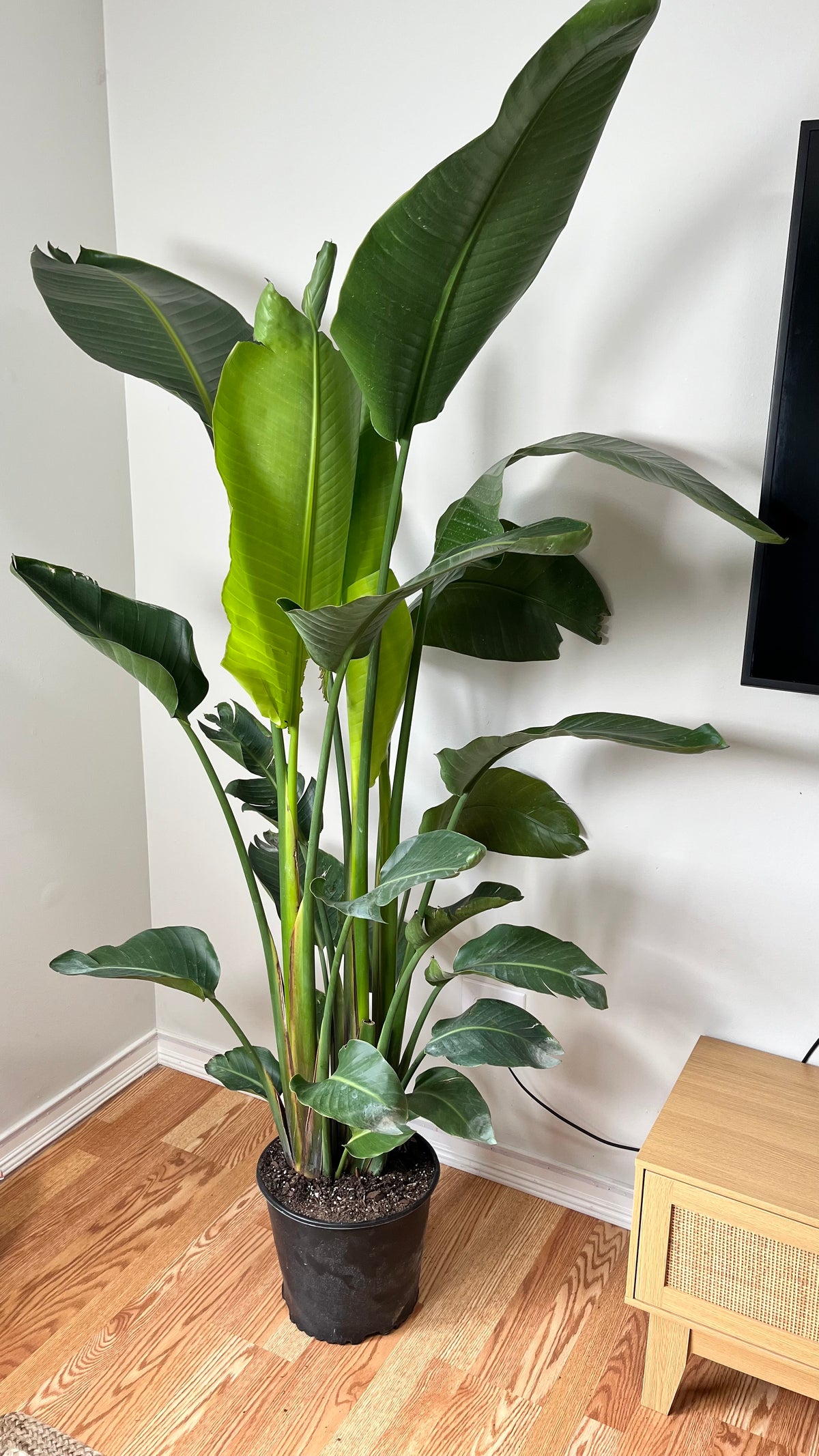 Tall 6.5-foot Bird of Paradise plant with lush white leaves, displayed in a decorative pot from Joey's Houseplants.