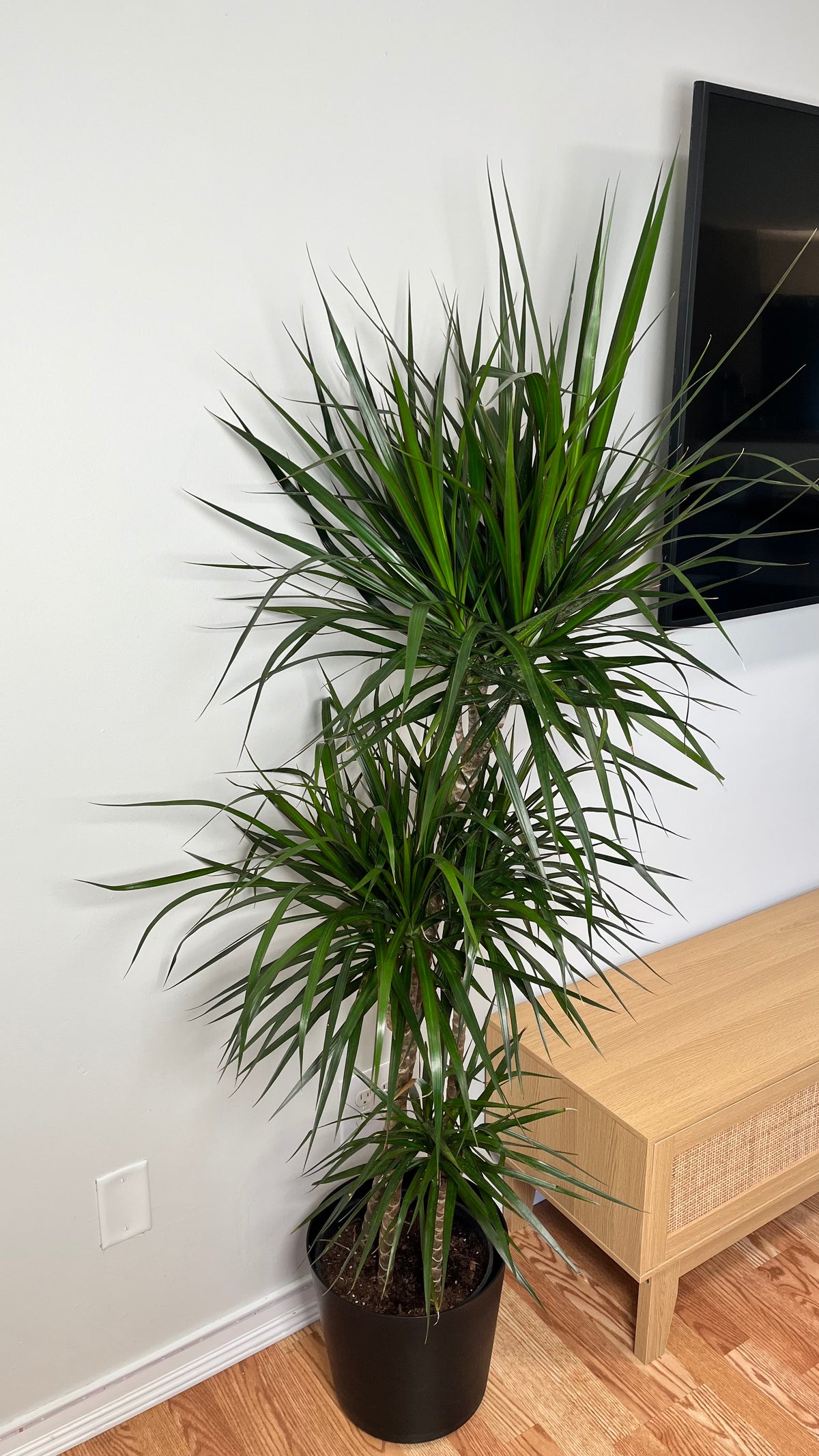 10-inch Dracaena Marginata plant with tall, slender cane and spiky leaves, approximately 5 feet tall, from Joey's Houseplants.