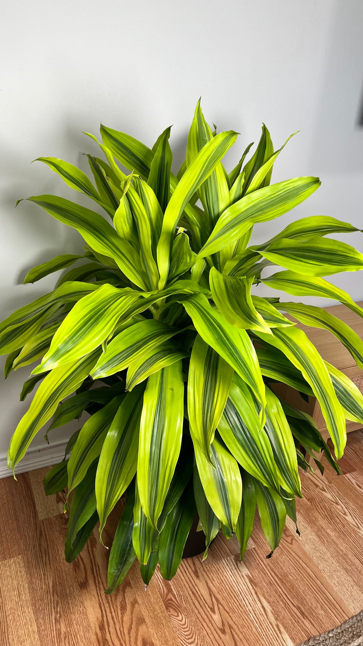 12-inch tall Dracaena Kristi houseplant with lush green foliage, approximately 4 feet tall, by Joey's Houseplants.