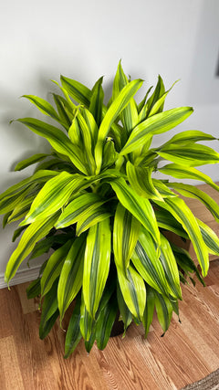 12" Dracaena Kristi 4 Feet Tall