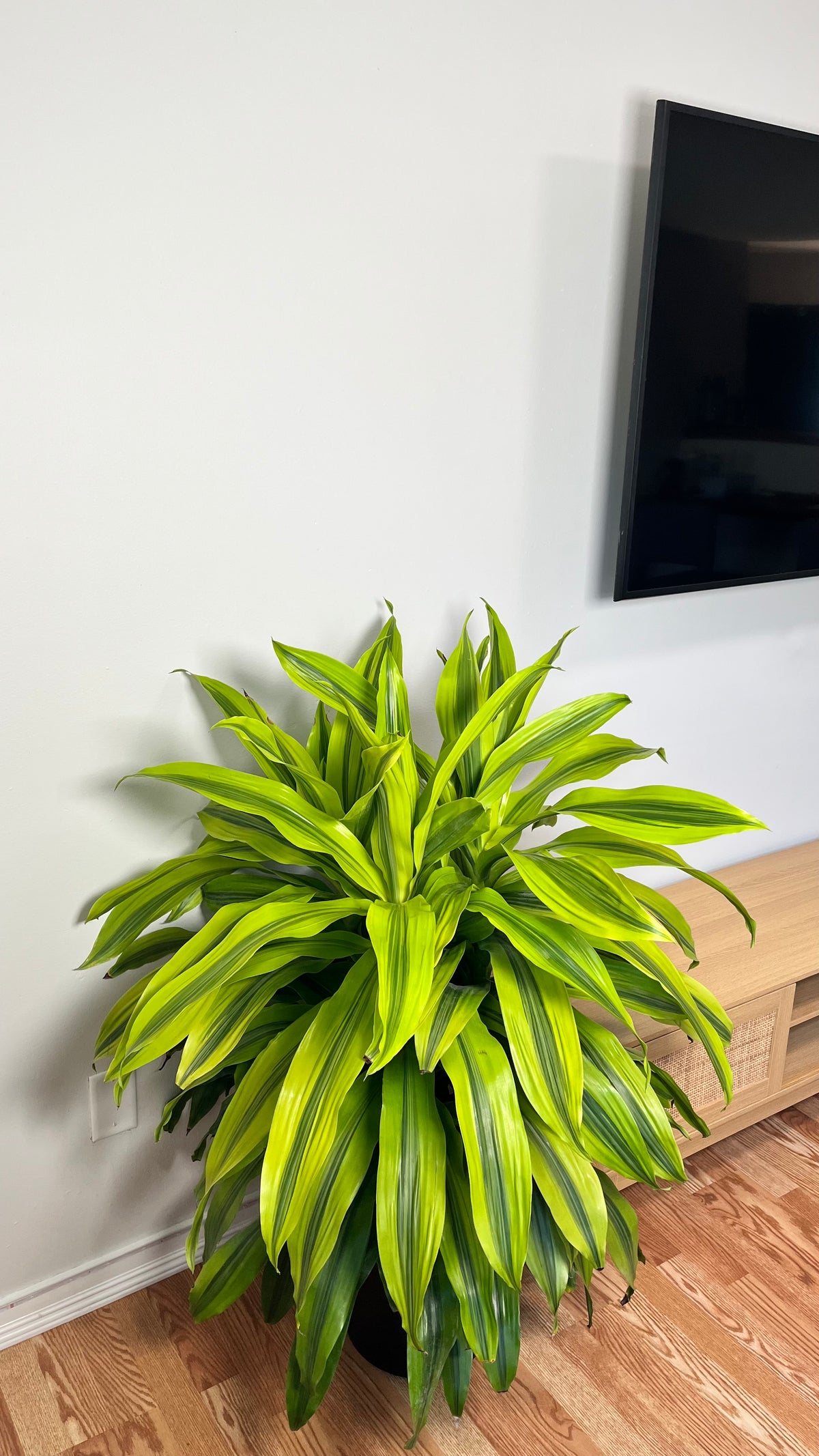 12-inch tall Dracaena Kristi houseplant from Joey's Houseplants, featuring lush green leaves and a healthy, vibrant appearance