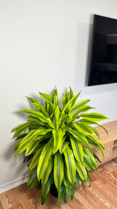 12" Dracaena Kristi 4 Feet Tall