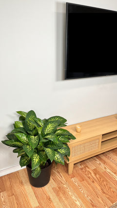 10" Dieffenbachia Tropic Snow 2.5 Feet Tall