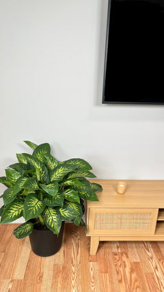 10" Dieffenbachia Tropic Snow 2.5 Feet Tall