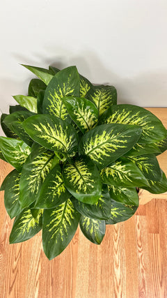 10" Dieffenbachia Tropic Snow 2.5 Feet Tall
