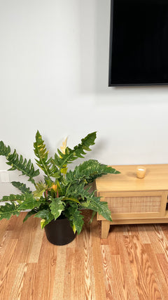 8" Philodendron Ring of Fire 2.5 Feet Tall