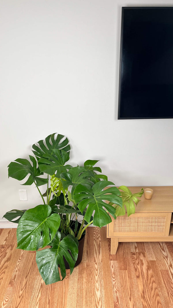 10" Monstera Deliciosa 3 Feet Tall