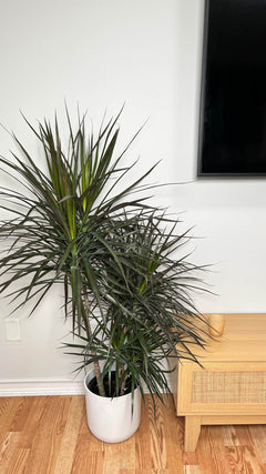 10" Dracaena Magenta 4 Feet Tall