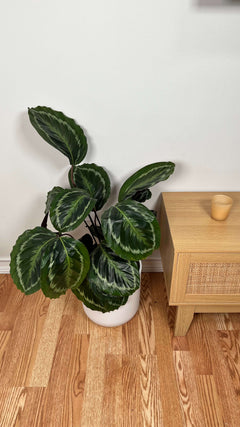8" Calathea Medallion 2.5 Feet Tall