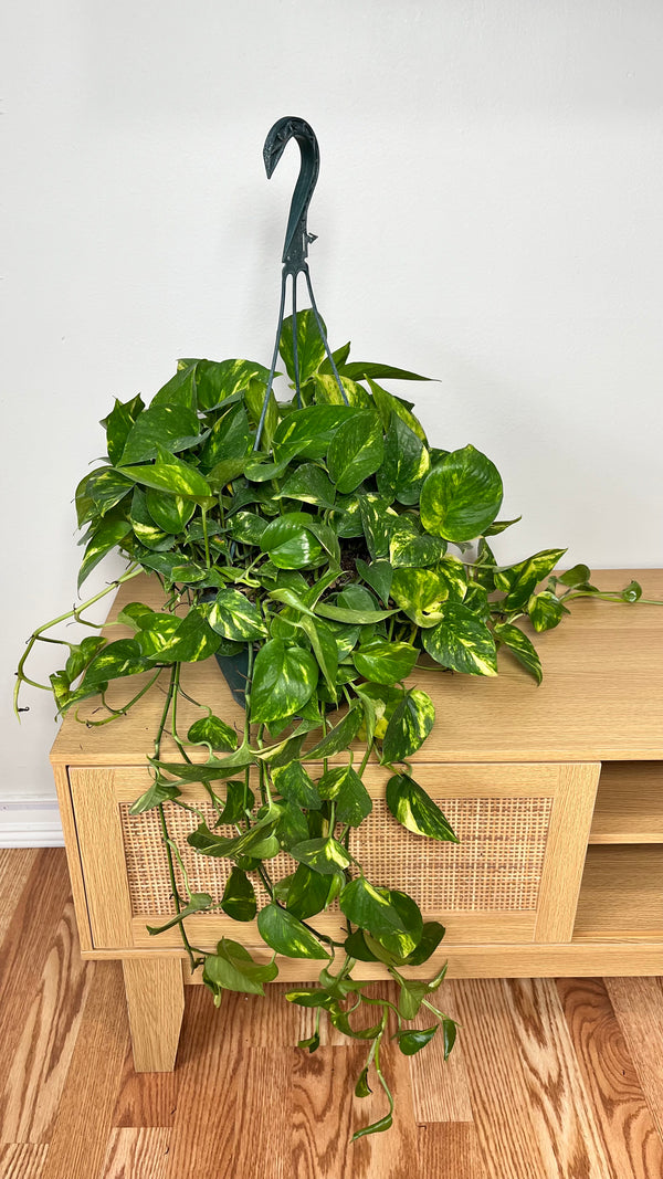 8" Pothos Golden
