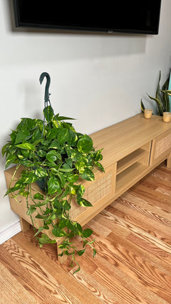 8" Pothos Golden
