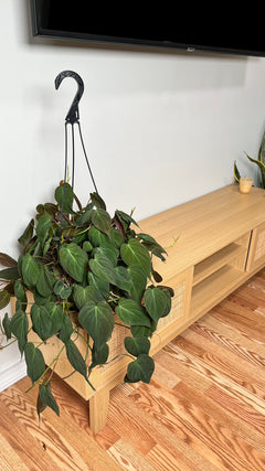 8" Philodendron Micans