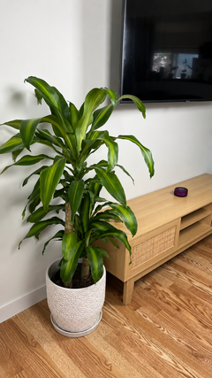Large Dracaena Mass Cane used as modern living room decor next to a TV console in a bright contemporary home.