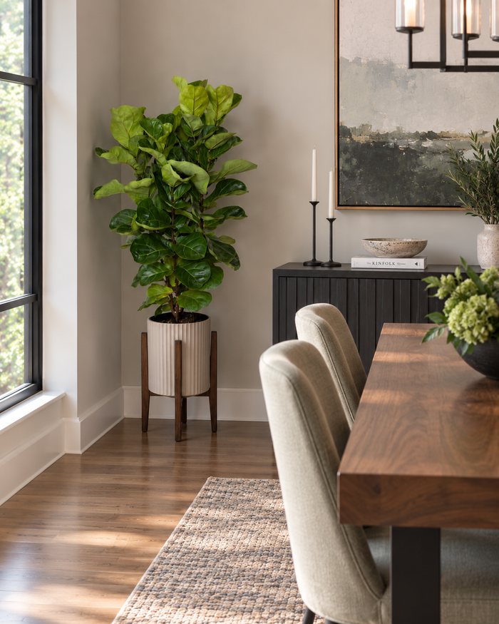 10" Ficus Little Fiddle Bush